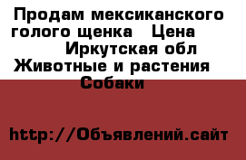 Продам мексиканского голого щенка › Цена ­ 4 500 - Иркутская обл. Животные и растения » Собаки   